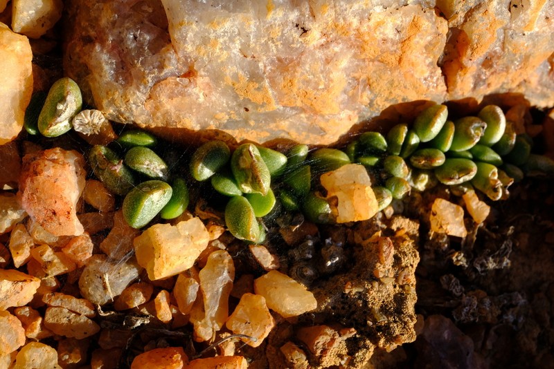 Adromischus nanus photo 5