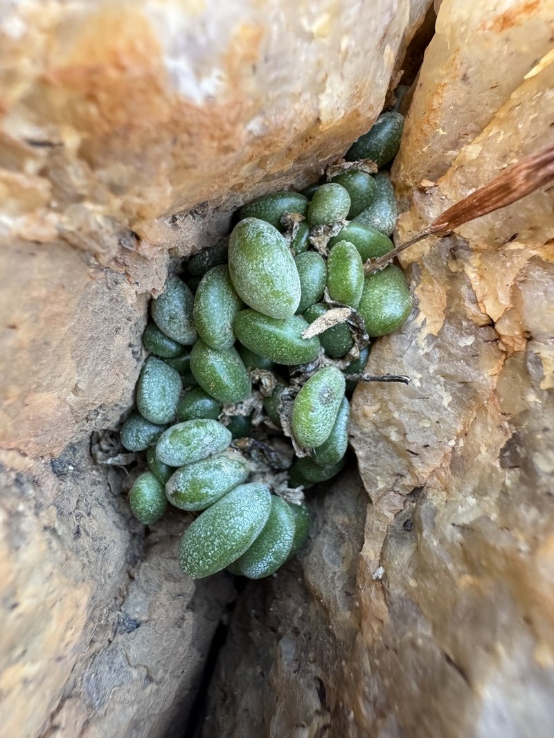 Adromischus nanus photo 6
