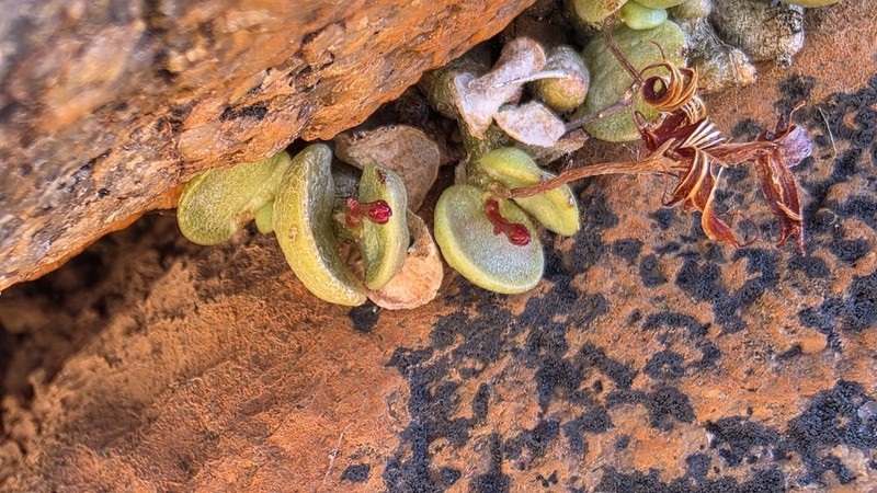 Adromischus nanus photo 7