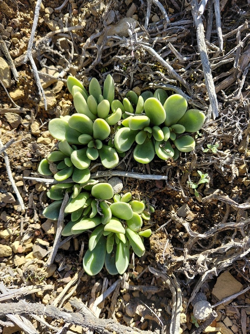 Adromischus phillipsiae