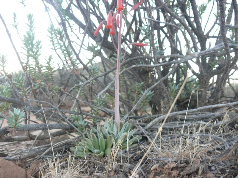 Adromischus phillipsiae photo 3