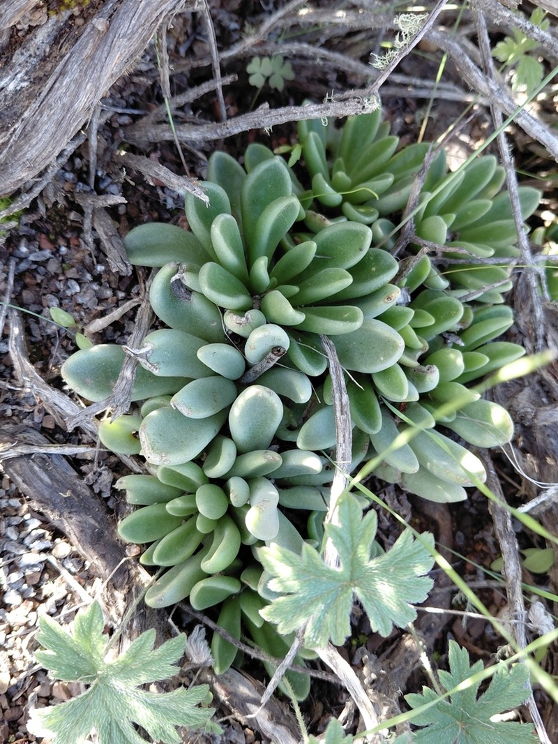 Adromischus phillipsiae photo 4