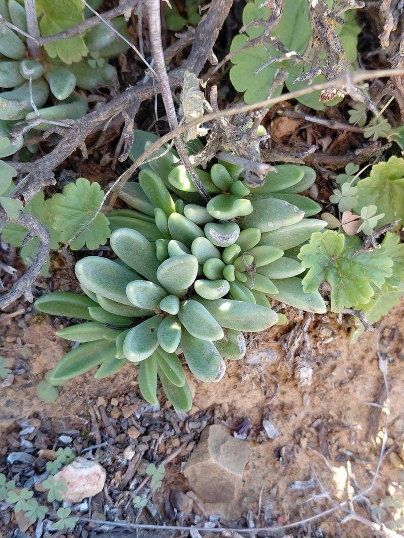 Adromischus phillipsiae photo 7