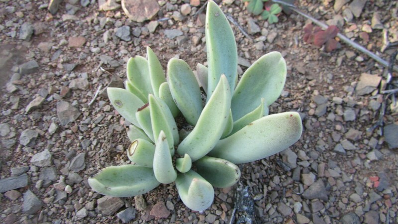 Adromischus phillipsiae photo 8