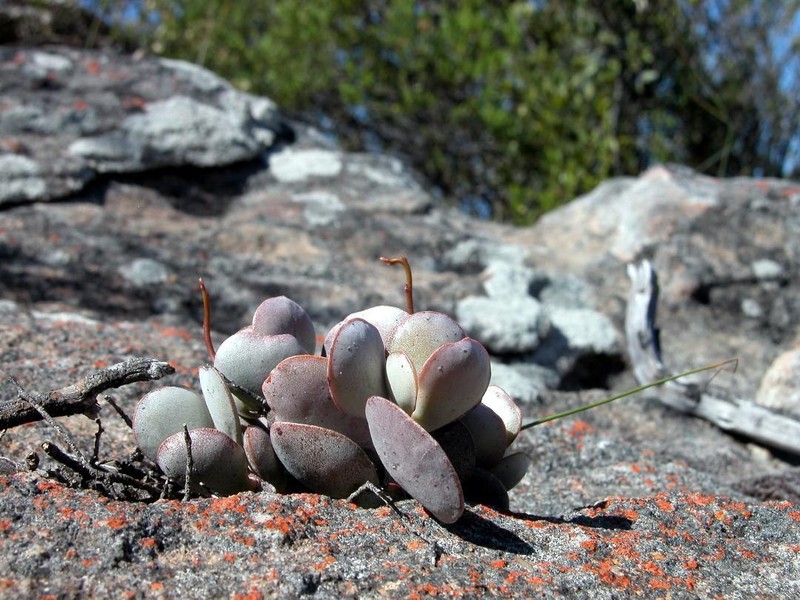 Adromischus roaneanus photo 2