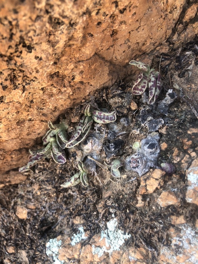 Adromischus schuldtianus photo 2