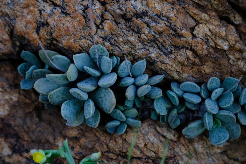 Adromischus schuldtianus photo 3