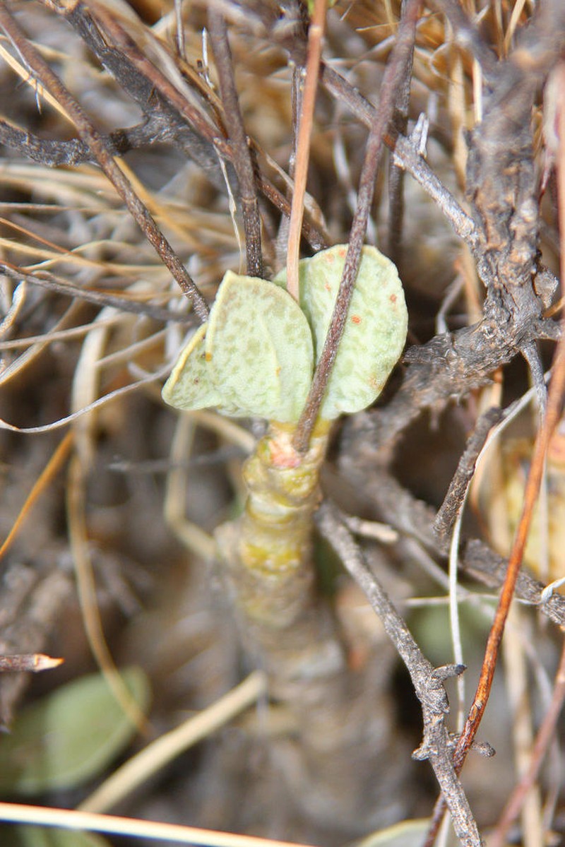 Adromischus schuldtianus photo 4