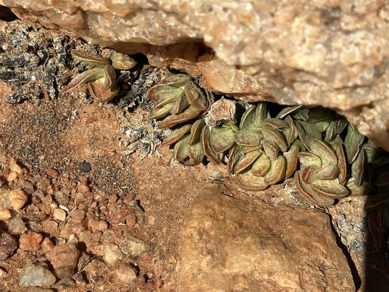 Adromischus schuldtianus photo 6