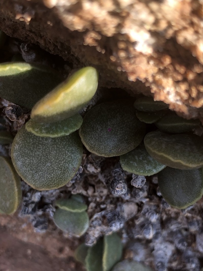Adromischus schuldtianus photo 7