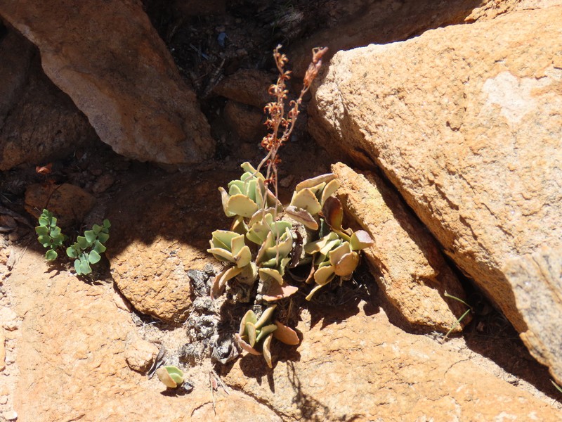 Adromischus schuldtianus subsp. schuldtianus photo 2