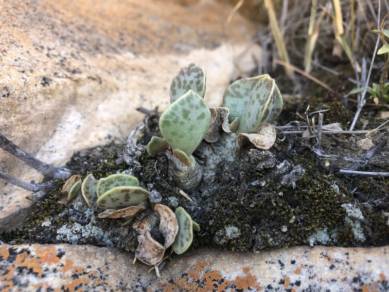 Adromischus schuldtianus subsp. schuldtianus photo 3