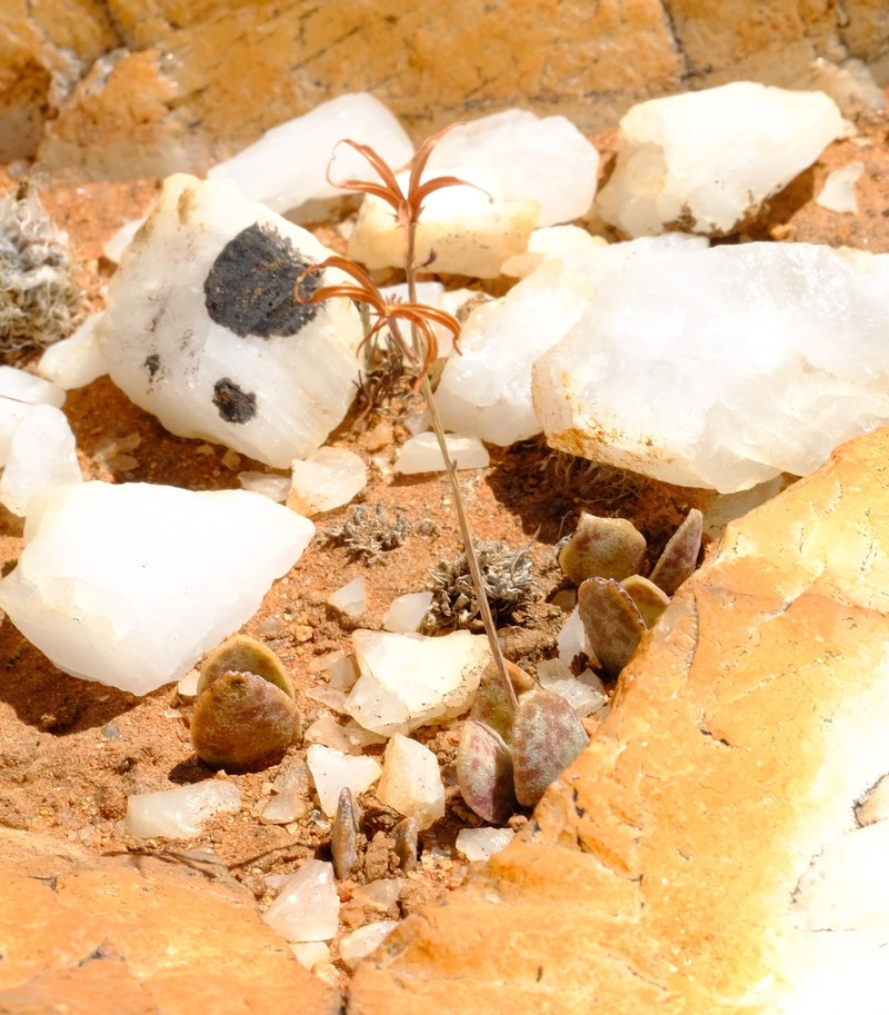 Adromischus schuldtianus subsp. schuldtianus
