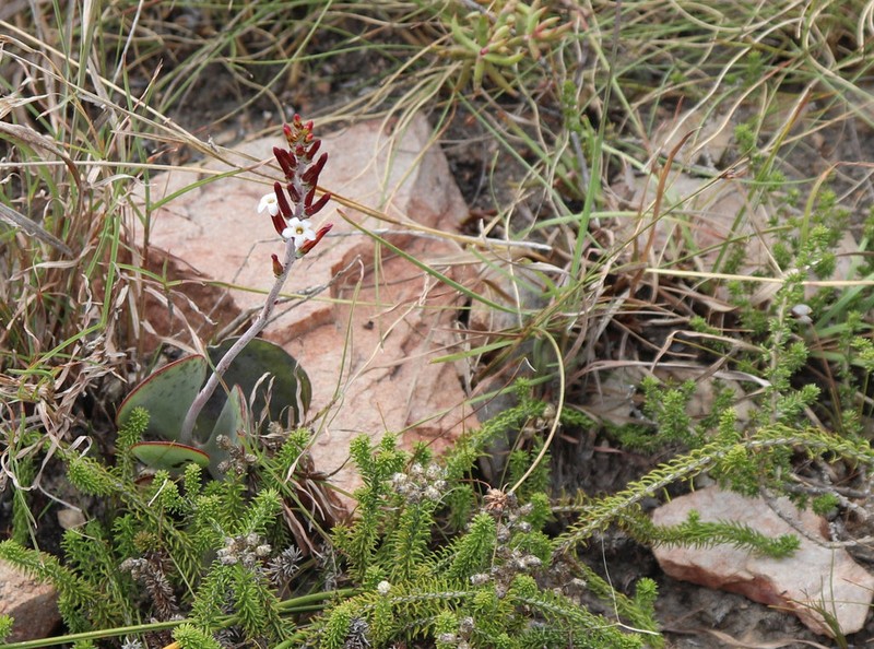 Adromischus sphenophyllus