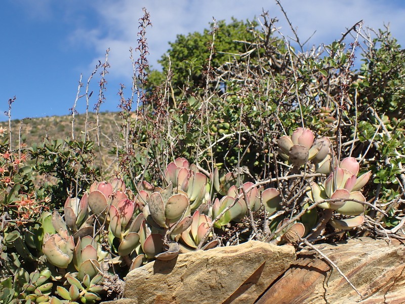 Adromischus sphenophyllus photo 2