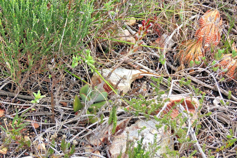 Adromischus sphenophyllus photo 3