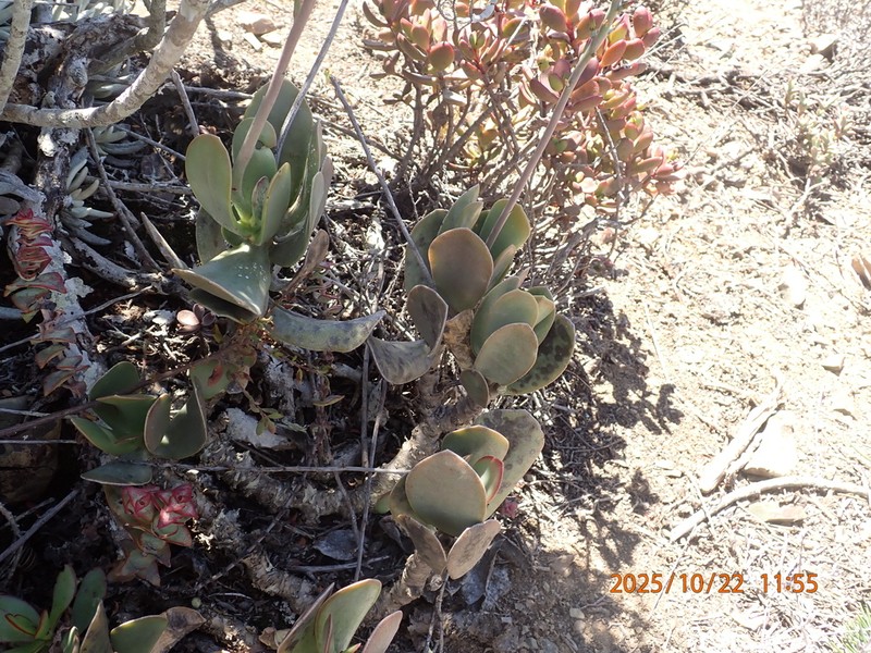 Adromischus sphenophyllus photo 4