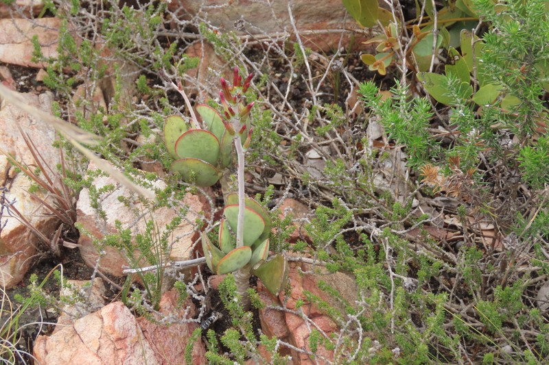 Adromischus sphenophyllus photo 6