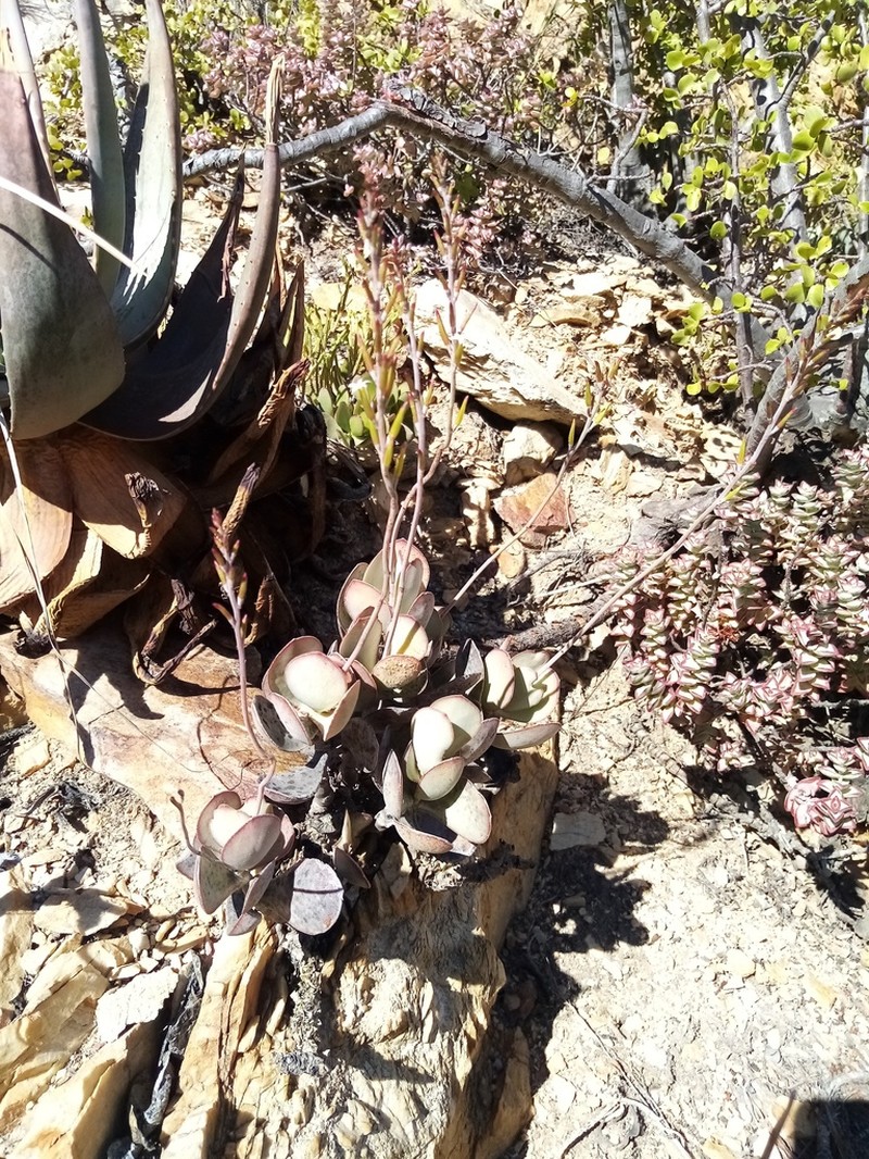 Adromischus sphenophyllus photo 7