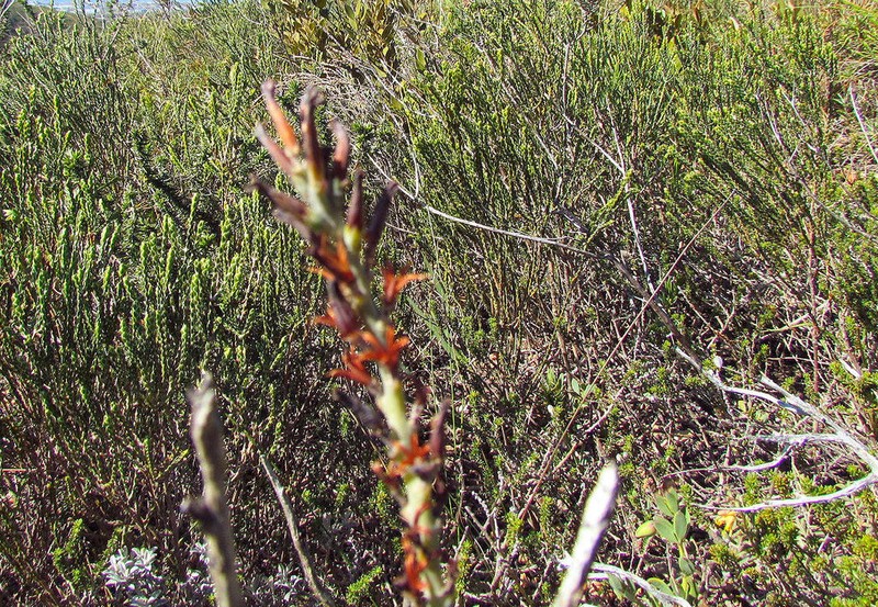Adromischus sphenophyllus photo 8
