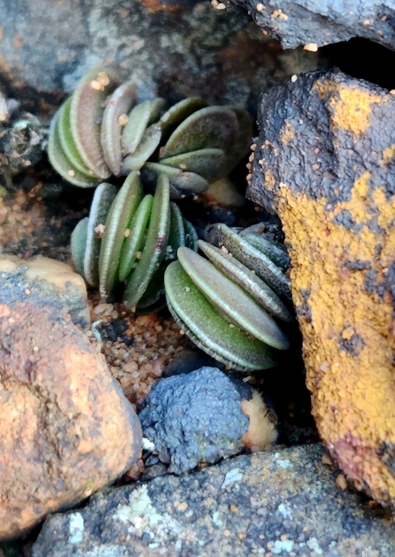 Adromischus subdistichus