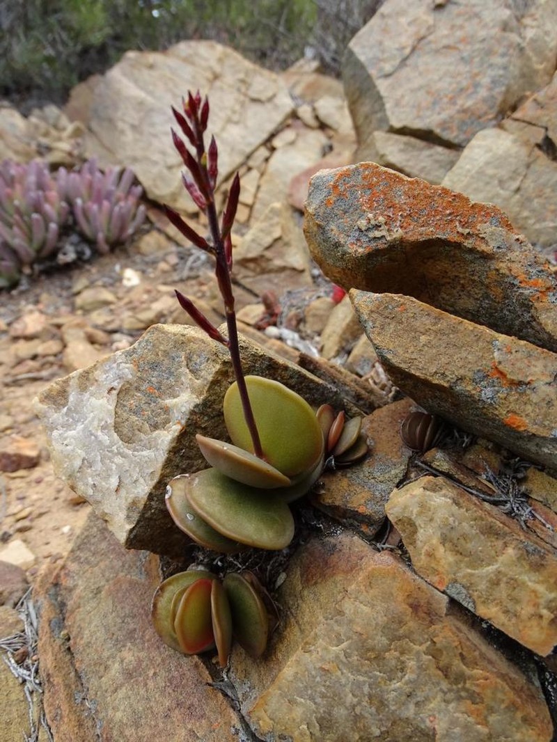 Adromischus subdistichus photo 3