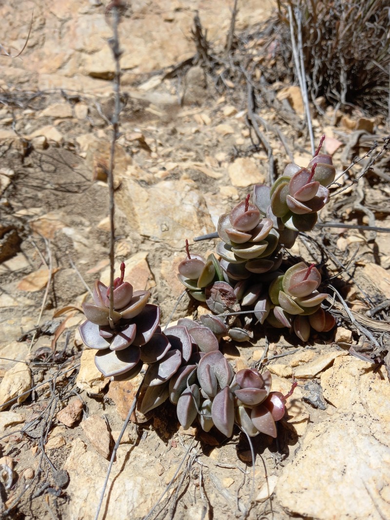 Adromischus subdistichus photo 5