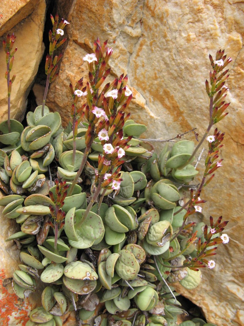 Adromischus subdistichus photo 6