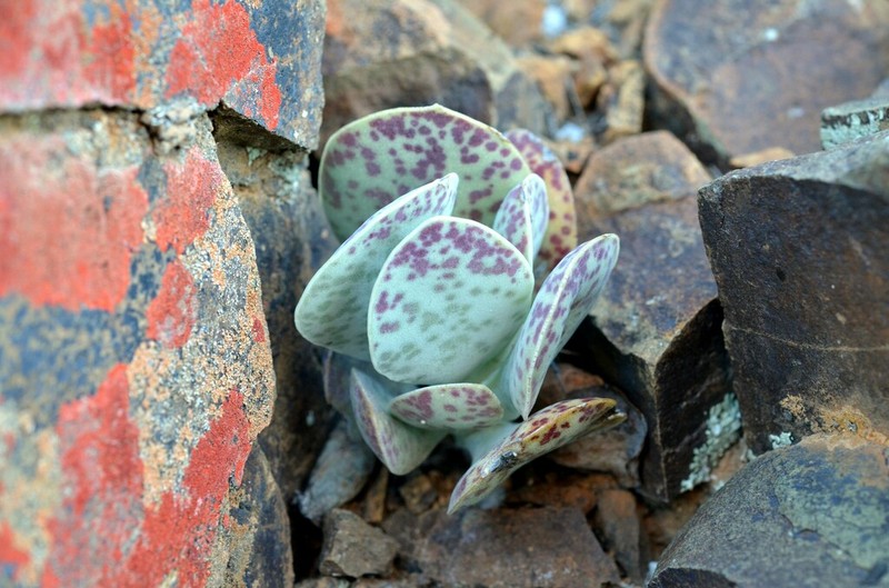 Adromischus subviridis