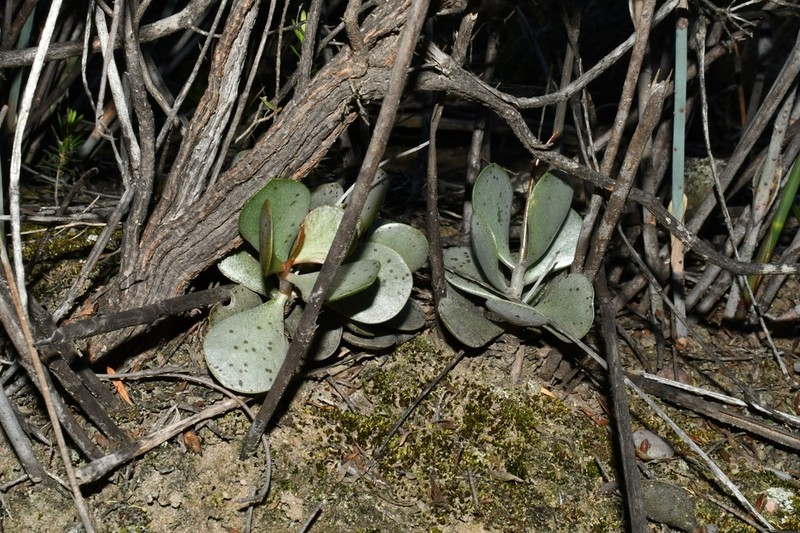 Adromischus subviridis photo 2