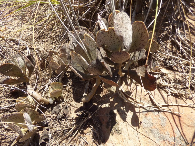 Adromischus subviridis photo 4