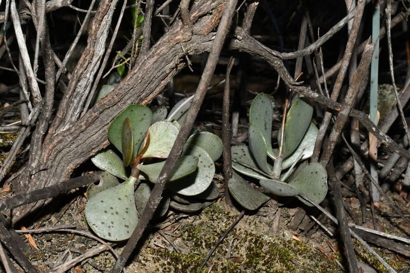 Adromischus subviridis photo 5