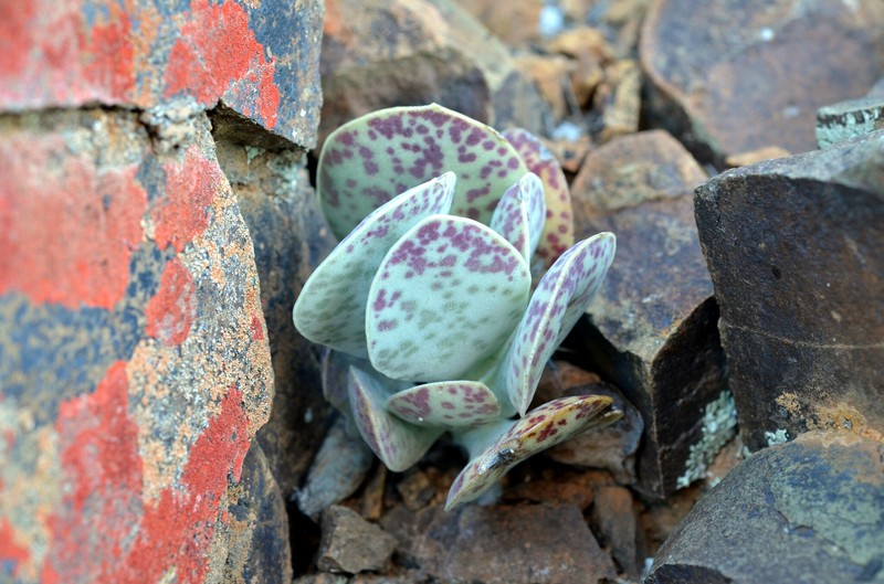 Adromischus subviridis photo 7