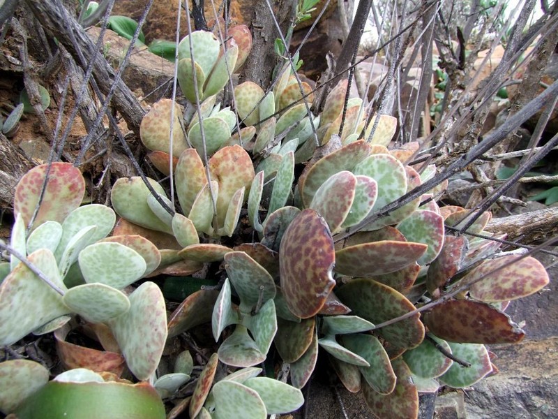 Adromischus subviridis photo 8