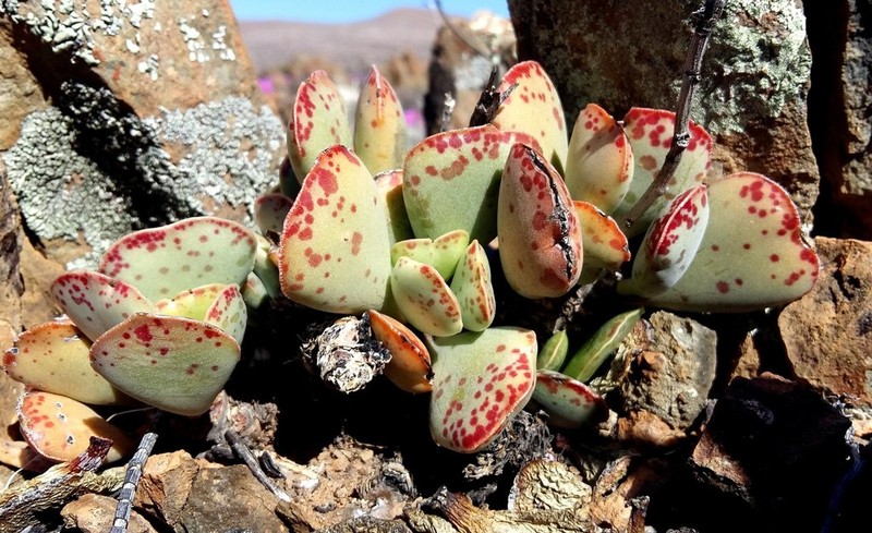 Adromischus triflorus