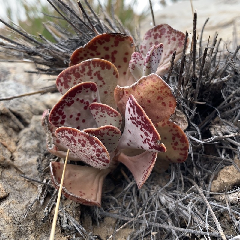 Adromischus triflorus photo 2