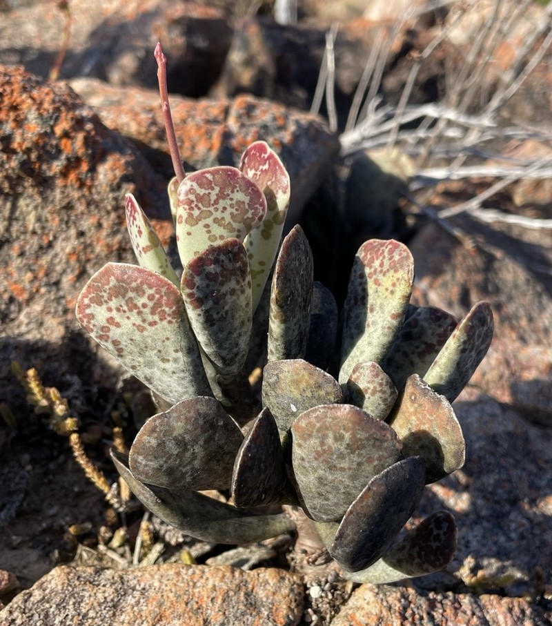 Adromischus triflorus photo 3