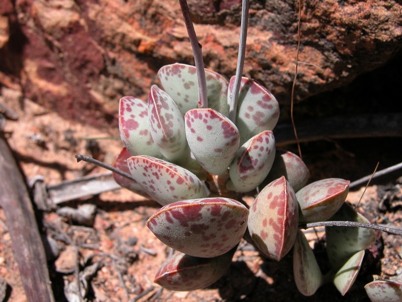 Adromischus triflorus photo 4