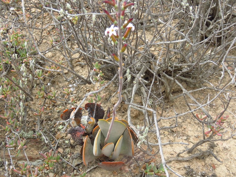 Adromischus triflorus photo 5