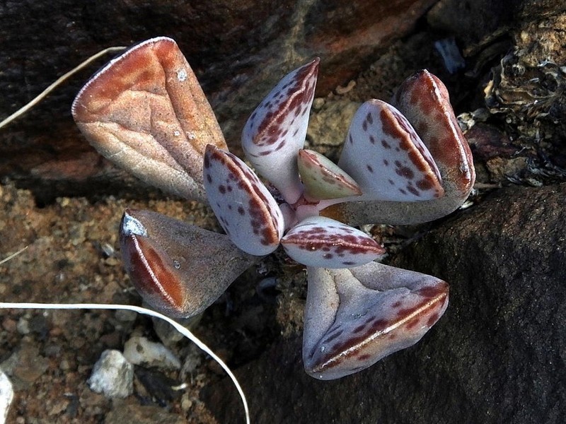 Adromischus triflorus photo 6
