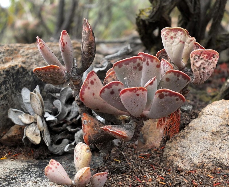 Adromischus triflorus photo 7