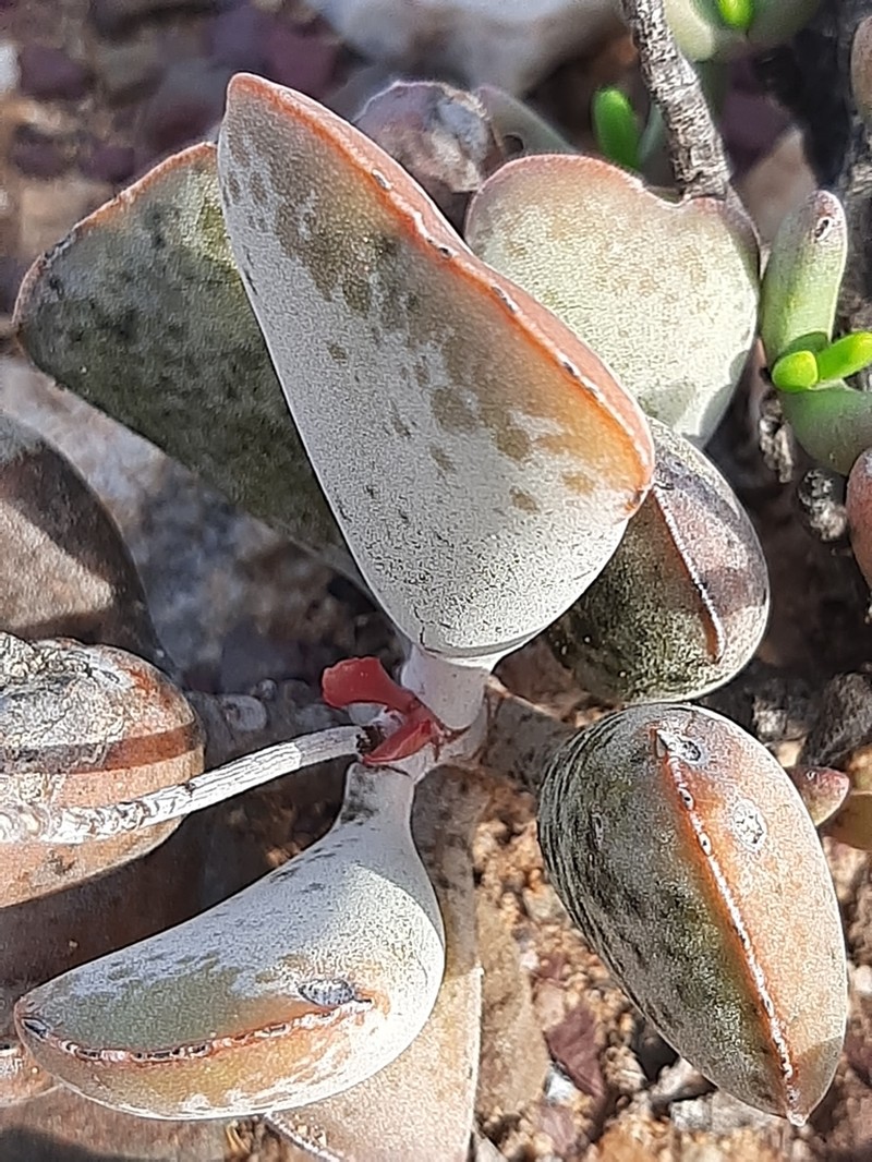 Adromischus triflorus photo 8