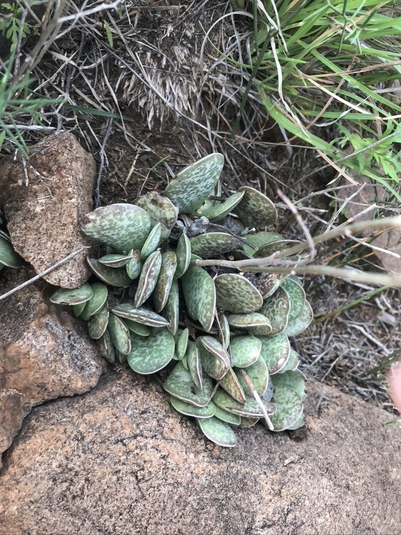 Adromischus trigynus