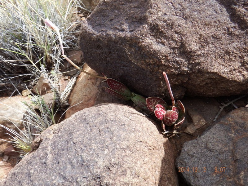 Adromischus trigynus photo 2