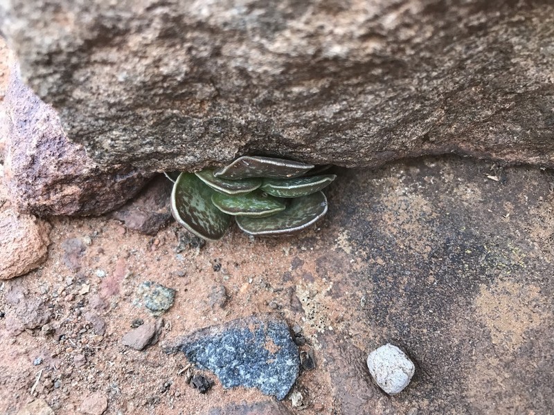 Adromischus trigynus photo 3