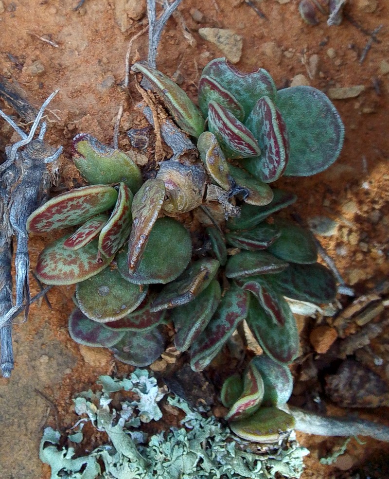 Adromischus trigynus photo 4