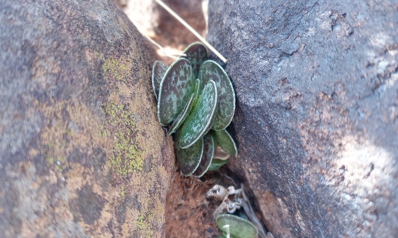 Adromischus trigynus photo 5