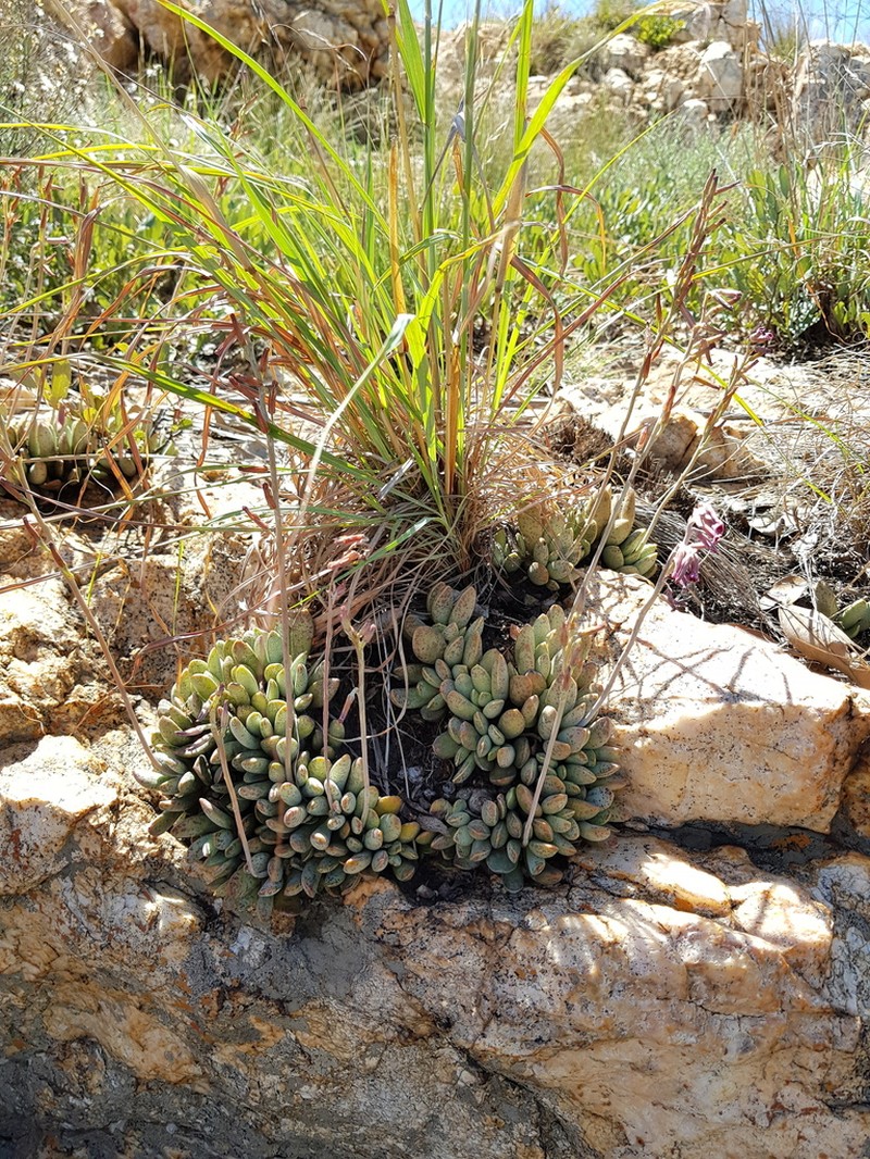 Adromischus umbraticola
