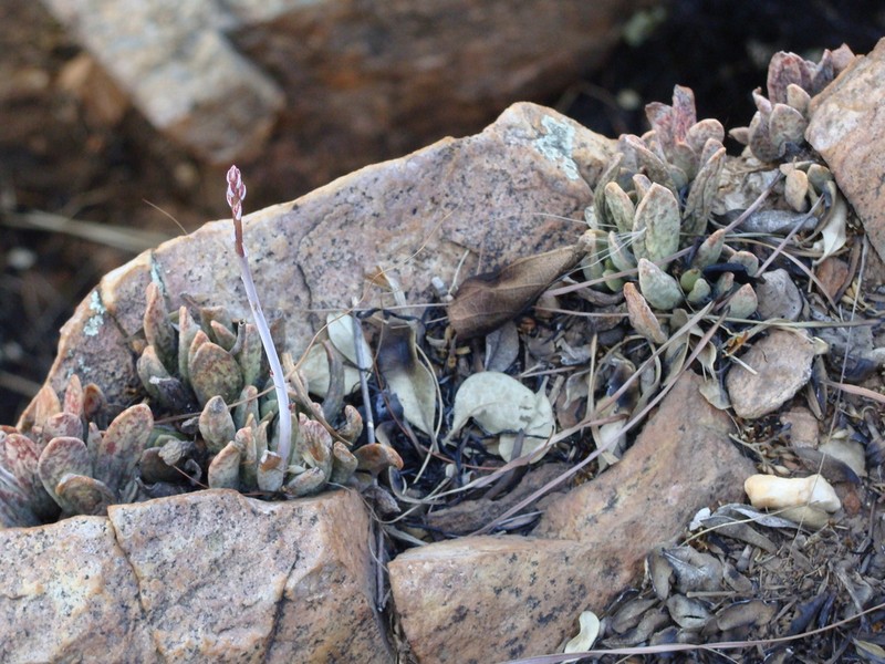 Adromischus umbraticola photo 2