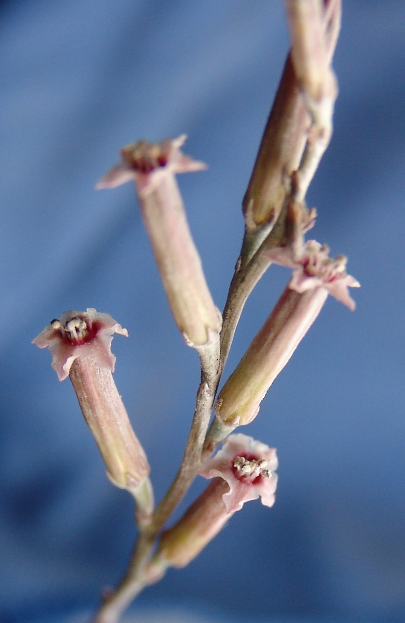 Adromischus umbraticola photo 3